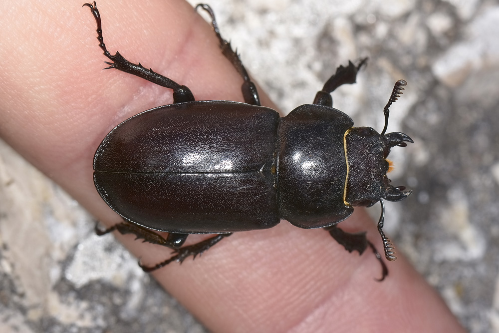 Lucanus tetraodon femmina, Lucanidae